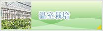 温室栽培
